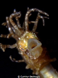 Hippocampus guttulatus
Diagonal charm by Cumhur Gedikoglu 